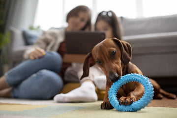 ¿Qué cuidados necesitan las mascotas? Tips básicos para el cuidado de tu mascota